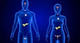 Endokrinolojia cover image